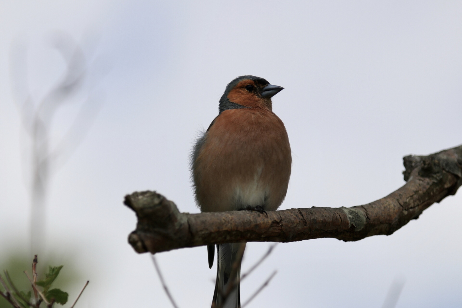 Mein erster Vogel-Shot