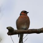 Mein erster Vogel-Shot