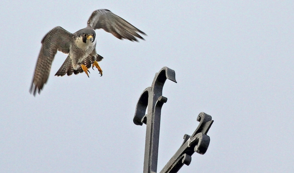 Mein erster Wanderfalke im Flug!