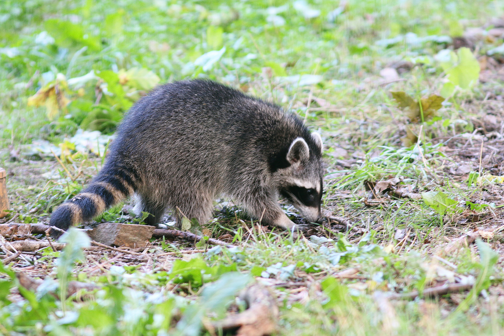 Mein erster Waschbär bei bestem Tageslicht