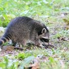 Mein erster Waschbär bei bestem Tageslicht