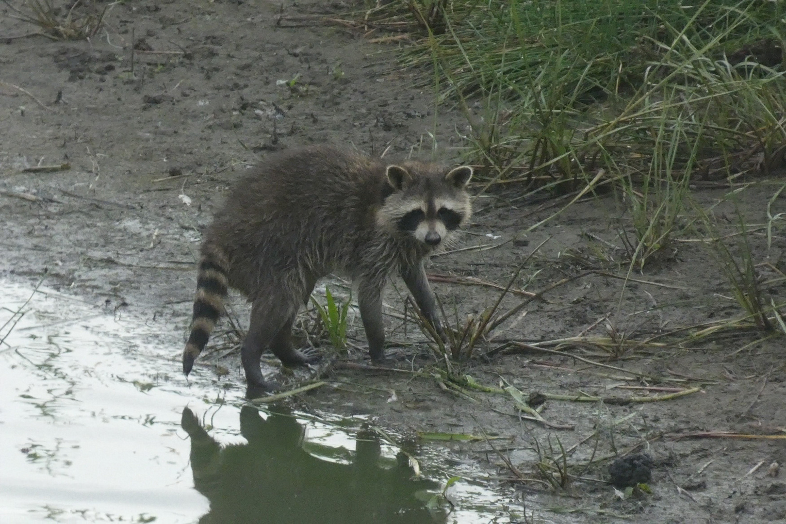 Mein erster Waschbär in der Disselmersch