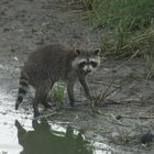 Mein erster Waschbär in der Disselmersch