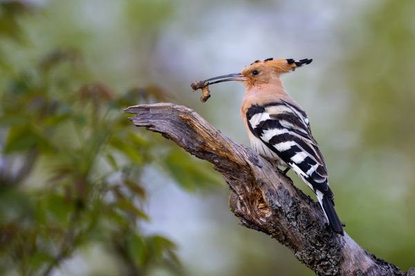 Mein erster Wiedehopf