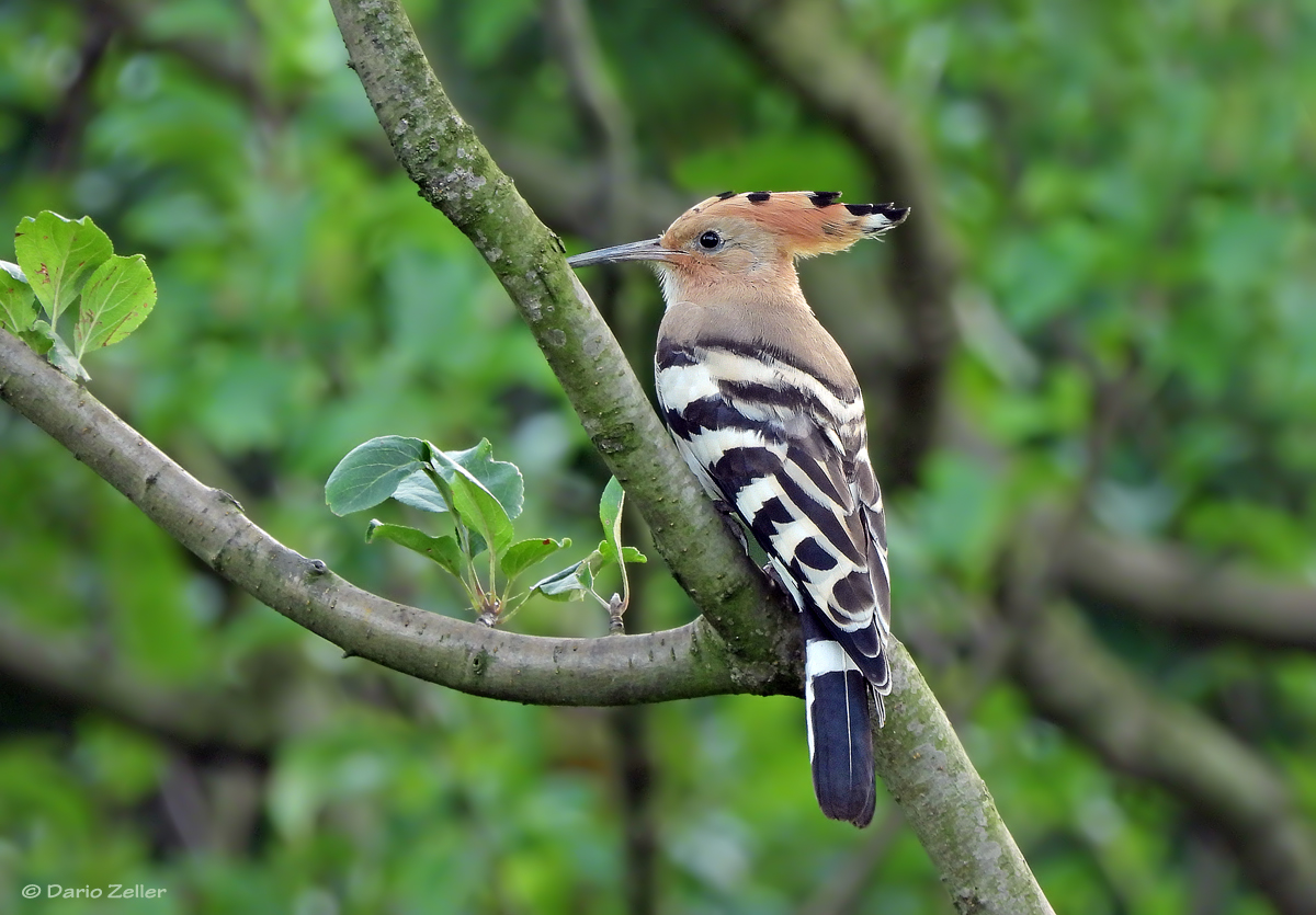 Mein erster Wildlife Wiedehopf