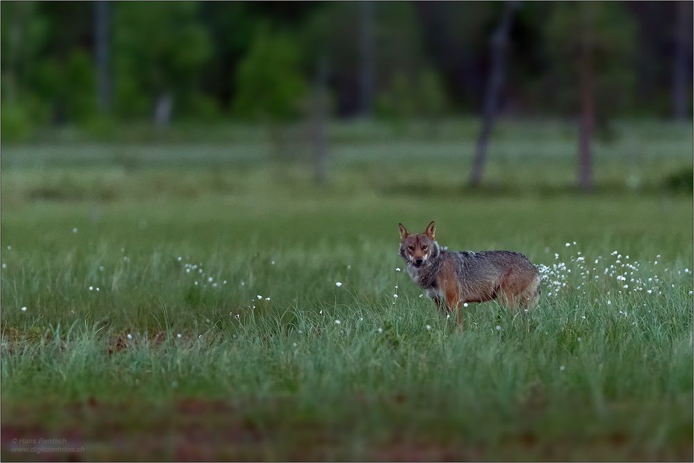 Mein erster wildlife Wolf :-)