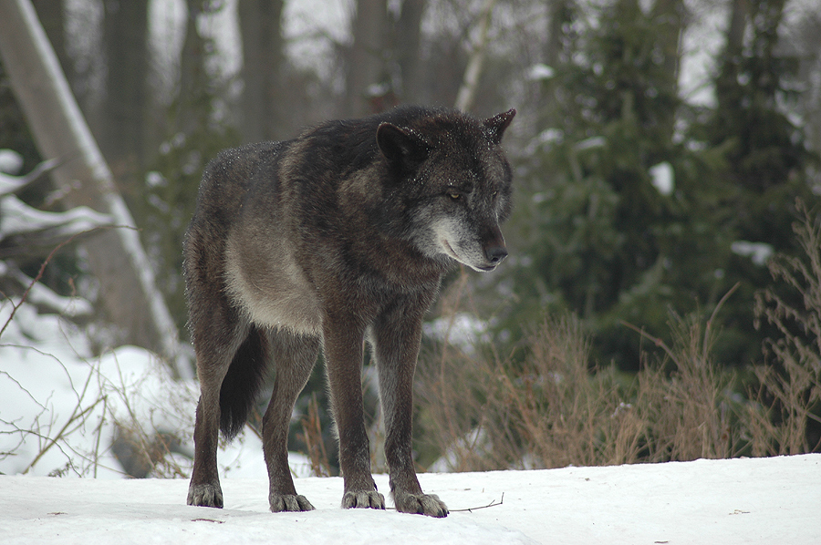 Mein erster Wolf