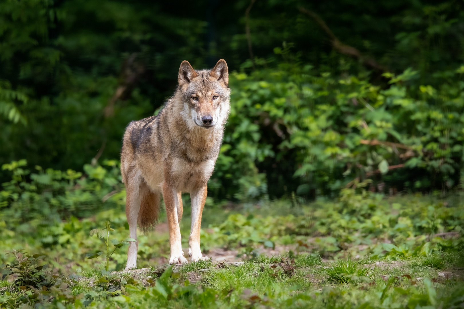 Mein erster Wolf vor der Kamera :-)