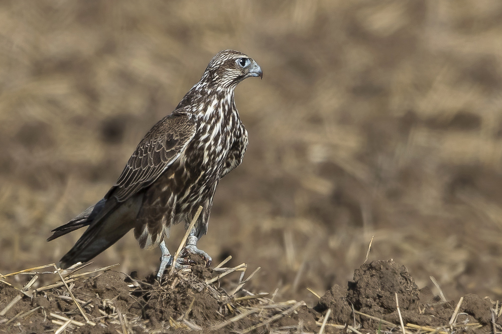 Mein erster Würgfalke in Deutschland