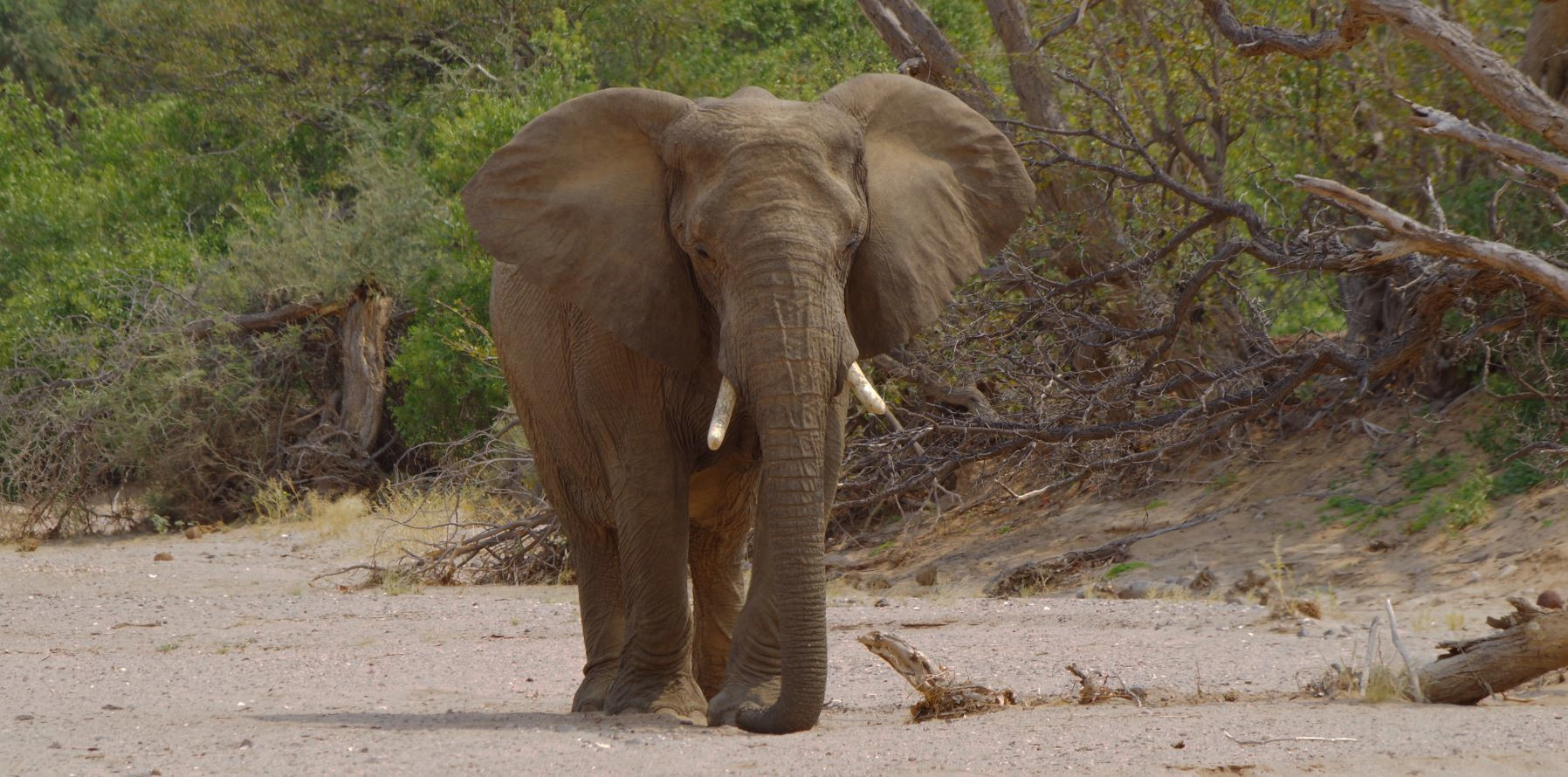 Mein erster Wüstenelefant