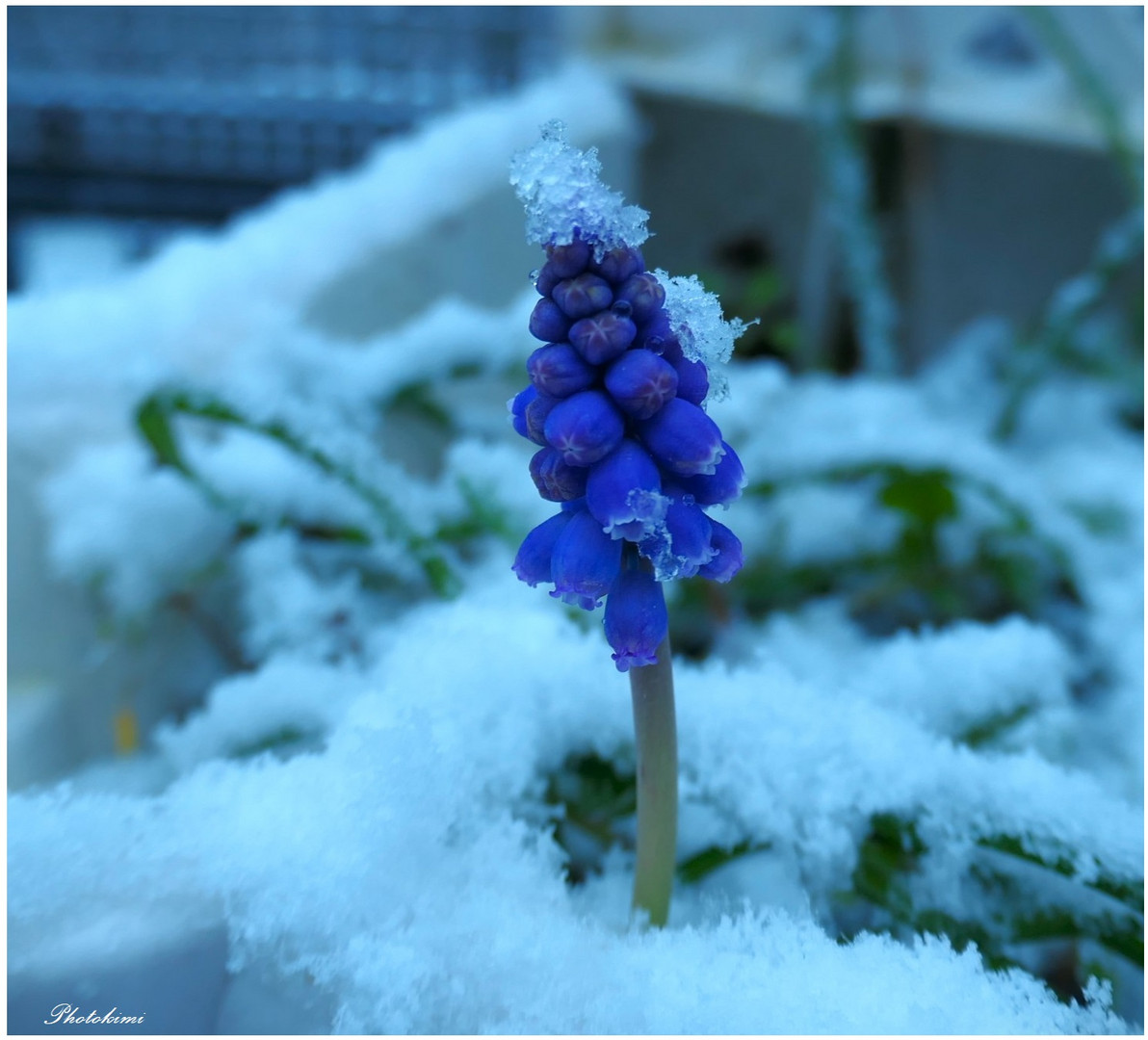 Mein erstes Balkon Blümchen