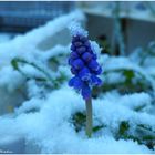 Mein erstes Balkon Blümchen