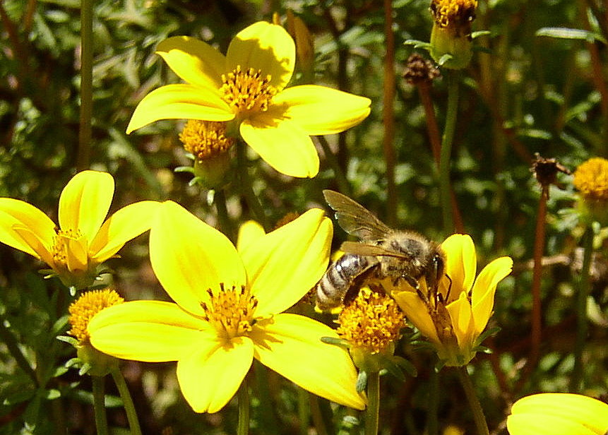 mein erstes Bienchen