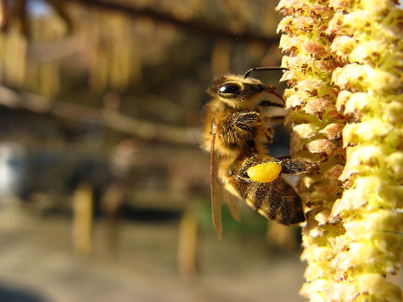 mein erstes Bienchen in diesem Jahr