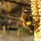 mein erstes Bienchen in diesem Jahr