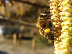 mein erstes Bienchen in diesem Jahr