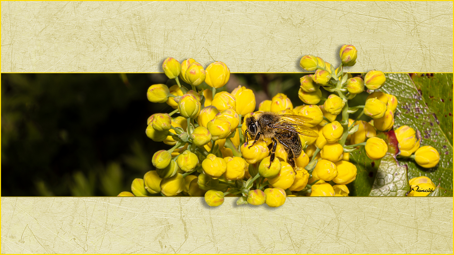 Mein erstes Bienchen in diesem Jahr ...