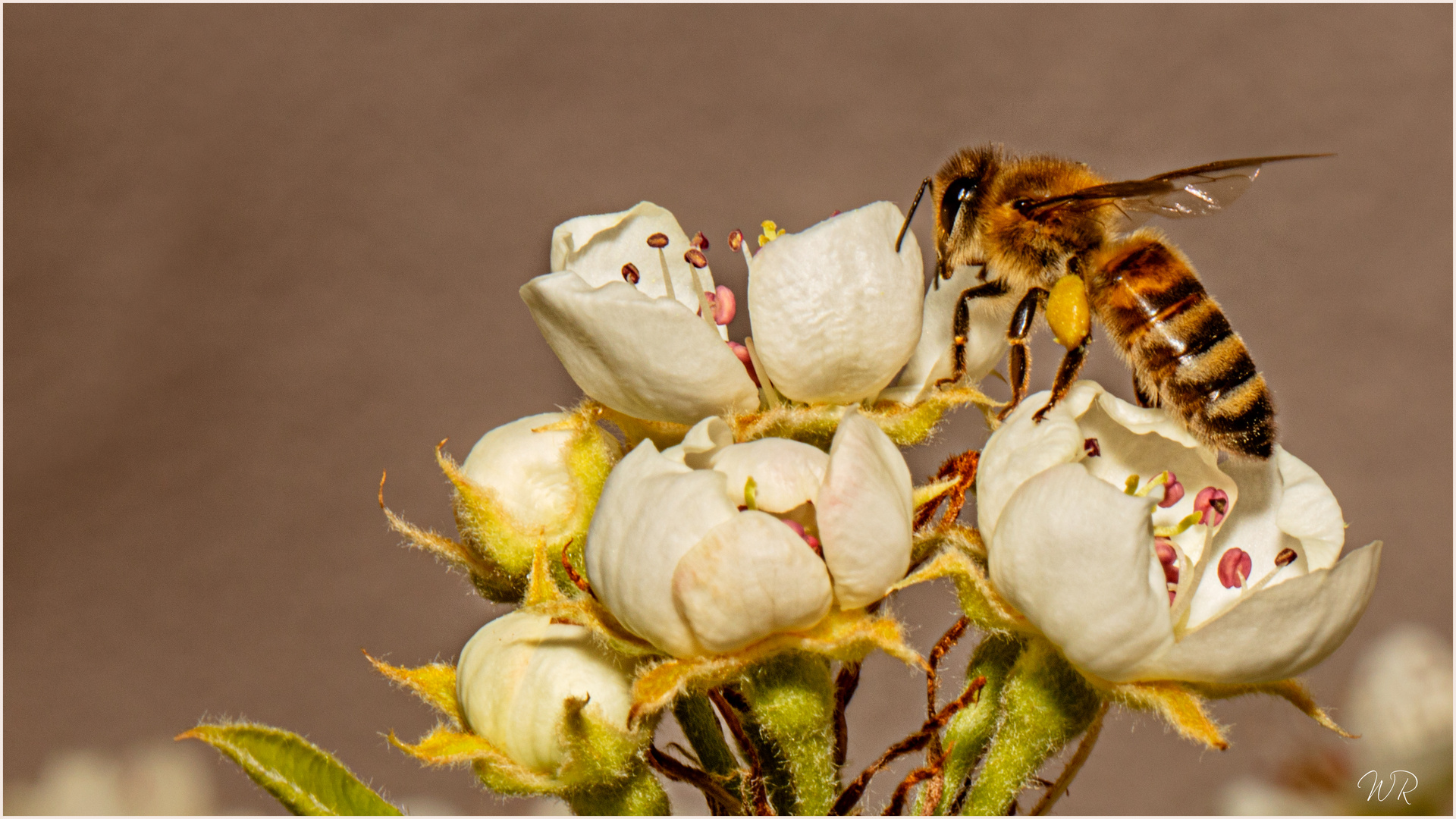 Mein erstes Bienchen in diesem Jahr