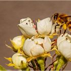 Mein erstes Bienchen in diesem Jahr