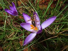 Mein erstes Bienenfoto