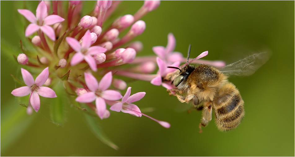 Mein erstes Bienenfoto in diesem jahr