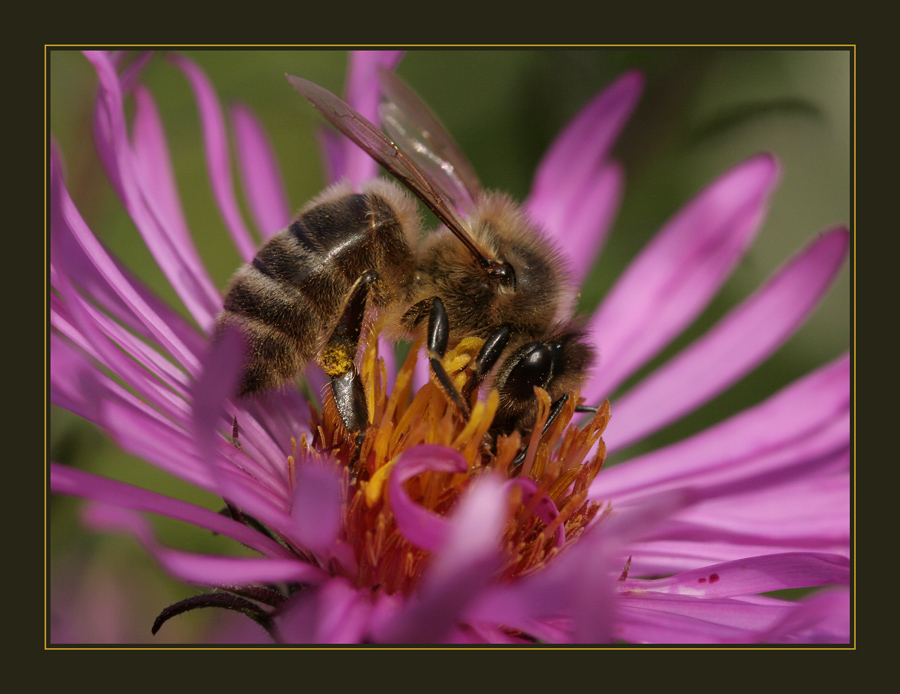 Mein erstes Bienenportrait