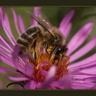 Mein erstes Bienenportrait