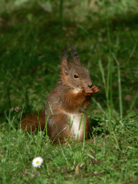 Mein erstes Bild / Eichhörnchen