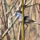 Mein erstes Blaukehlchen