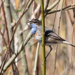 Mein erstes Blaukehlchen