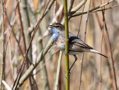 Mein erstes Blaukehlchen