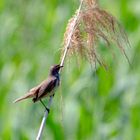 Mein erstes "Blaukehlchen" (Luscinia svecica)