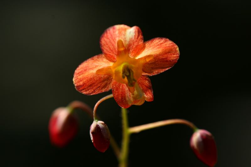 Mein erstes Blümchen