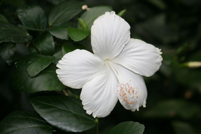 mein erstes blümchen