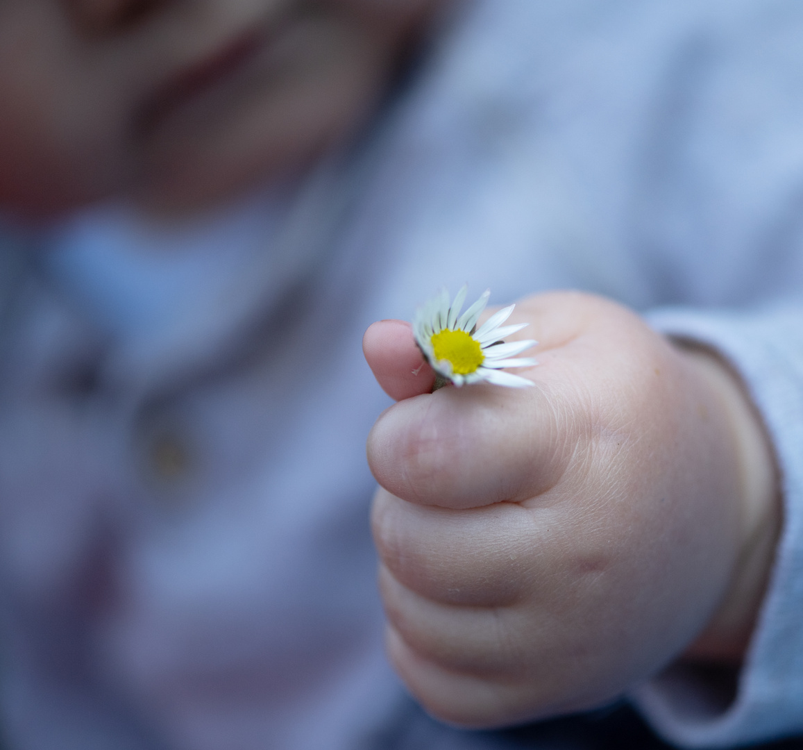 mein erstes Blümchen