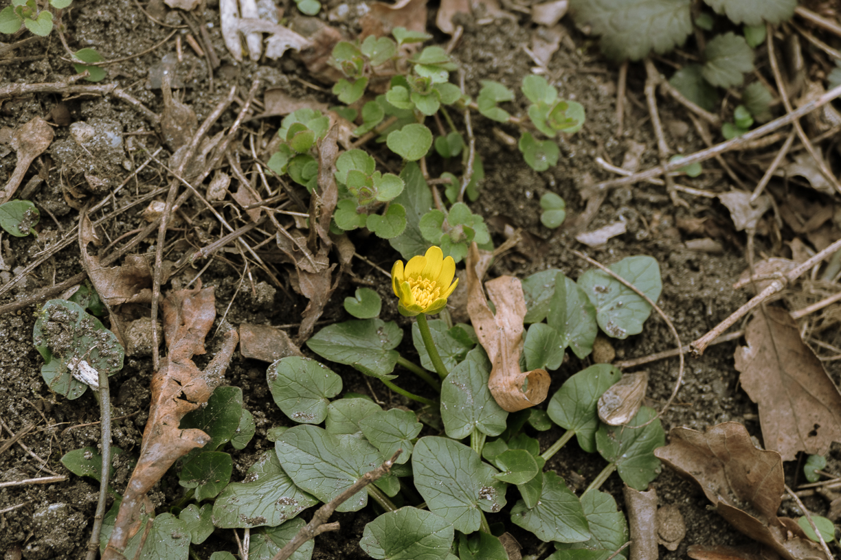 Mein erstes Blümchen in diesem Jahr 