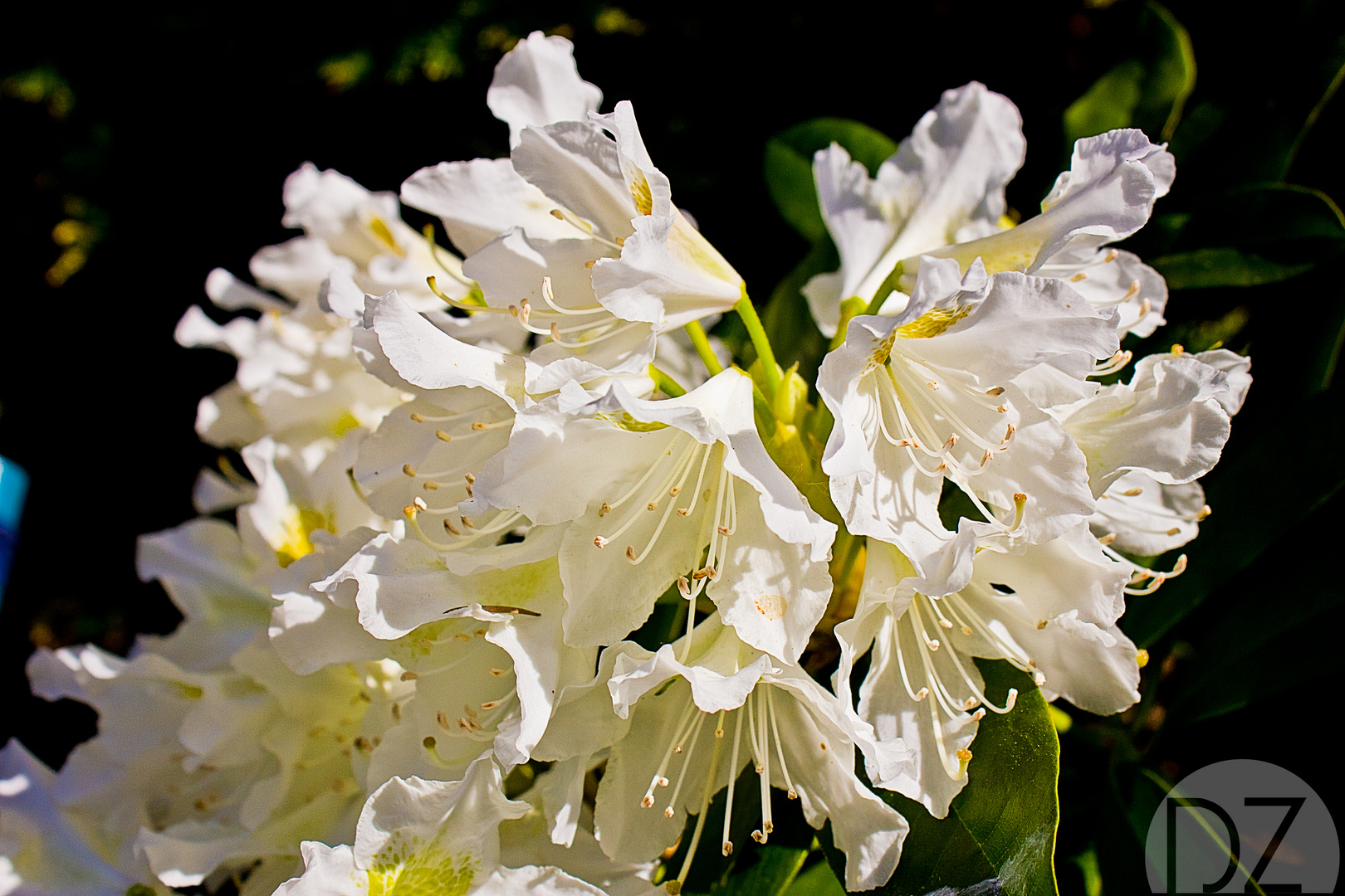 Mein erstes Blumenbild