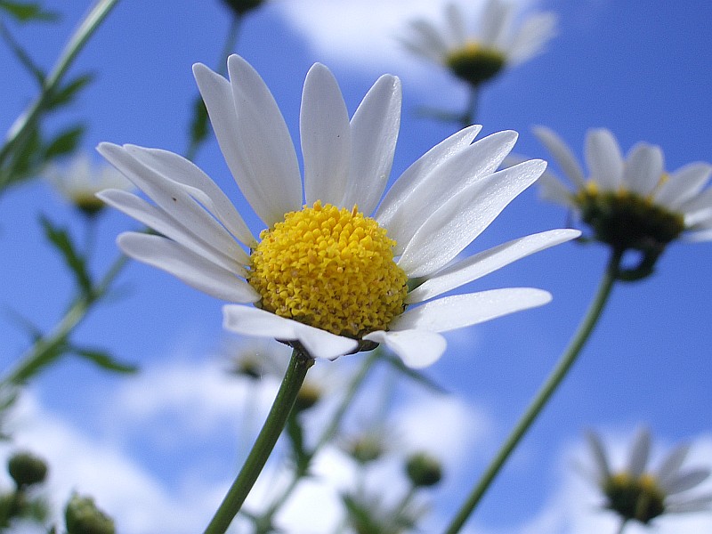 Mein erstes Blumenmakro