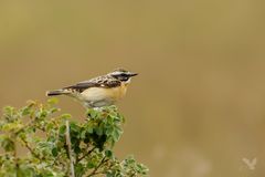 mein erstes Braunkehlchen (Saxicola rubetra) ...