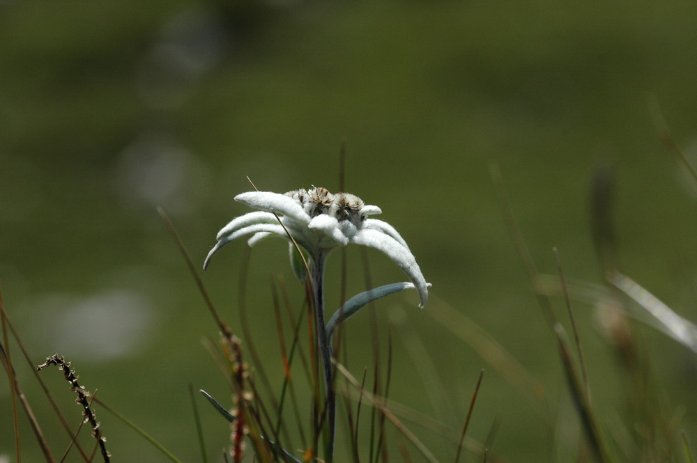 Mein erstes Edelweiss - Aufgenommen in den Sextner Dolomiten