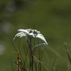 Mein erstes Edelweiss - Aufgenommen in den Sextner Dolomiten