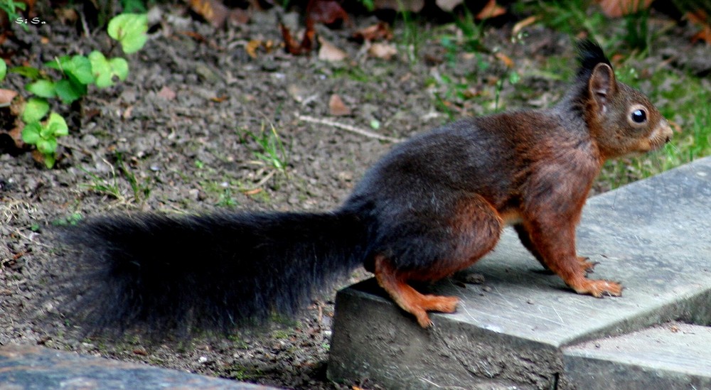 Mein erstes Eichhörnchen