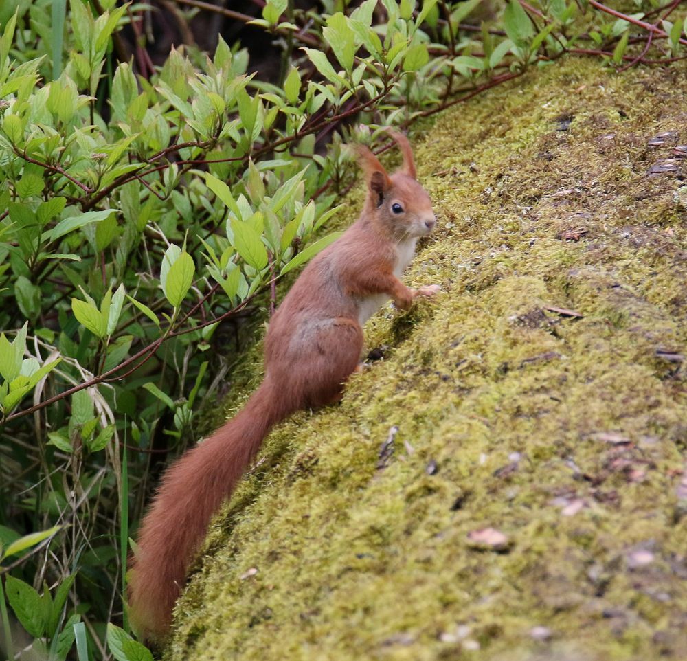 mein erstes Eichhörnchen 2016