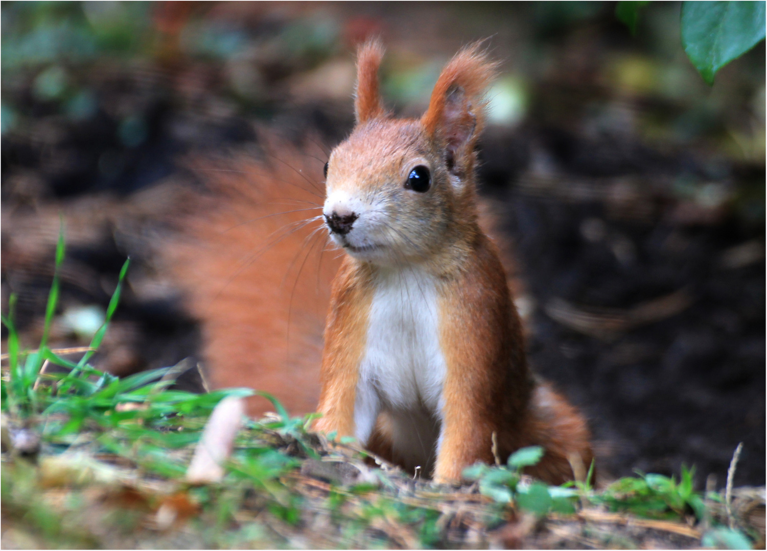 Mein erstes Eichhörnchen