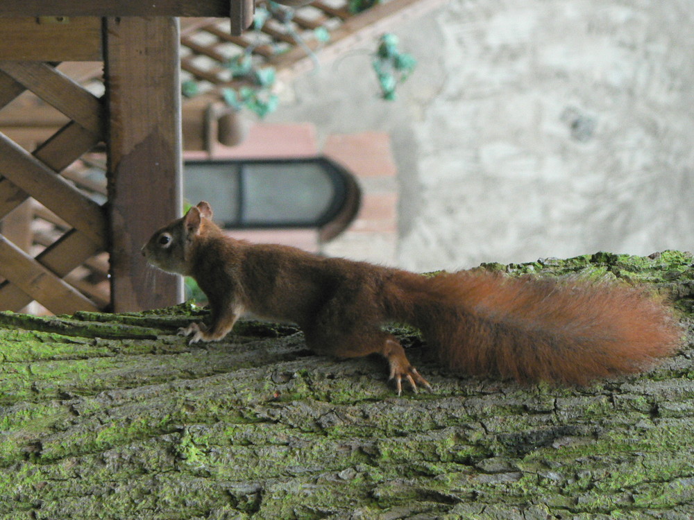 Mein erstes Eichhörnchen, welches ich mit der Kamera fangen konnte.