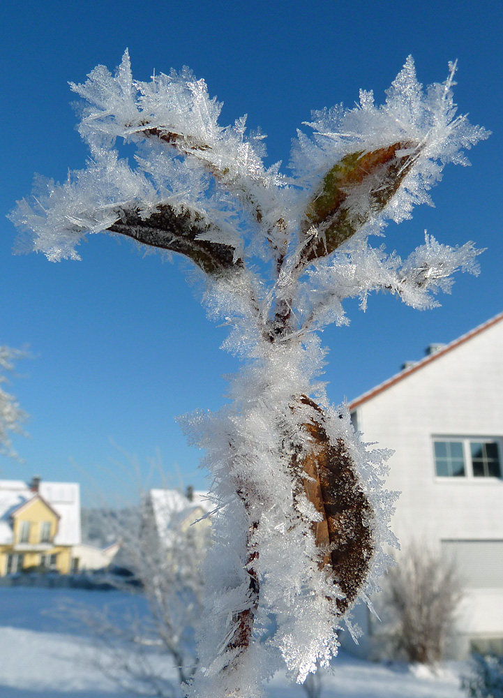 mein erstes Eisblümchen !