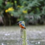 Mein erstes Eisvogelbild