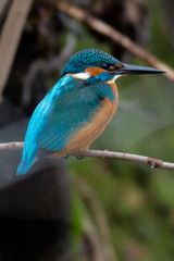 Mein erstes Eisvogelfoto