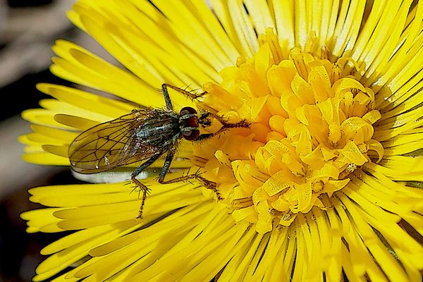 Mein erstes Fliegenmakro in diesem Jahr ...