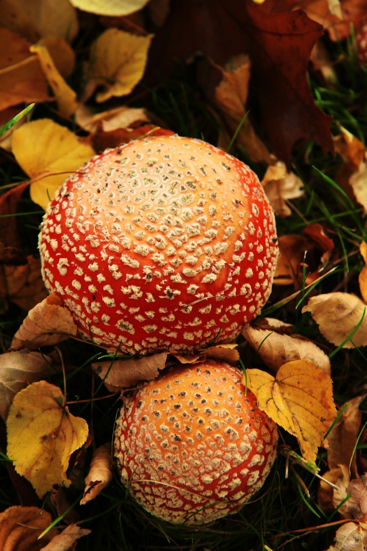 mein erstes Fliegenpilz